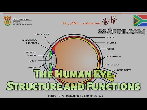 Human Eye | Structure and Functions | Full Class | 22/04/2024 | Response to the environment #grade12