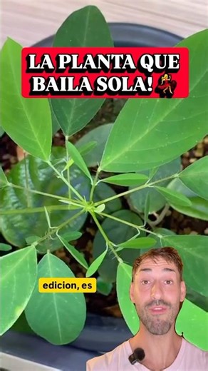 THIS PLANT DANCES BY ITSELF! 🕺🌿 (It's not a trick)