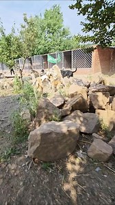 The second dog used to be the second strongest in the backyard. It has been less than a month since it joined this circle. Even when it was beaten up by a group of people, it had to tuck its tail and protect its anus. The first one to bite was always the long-haired one. He was so desperate that he would bite its hind legs and drag it backwards. Seeing this, the other dogs attacked it in groups. If no one stopped it, the consequences could be imagined... #daily Dog Raising #Dog That Can Guard th