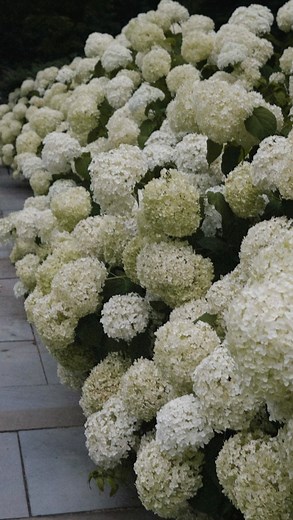 ANDREA PION PIERRE on Instagram: "Step by step guide on creating the dreamiest hydrangea hedge! 懶 I used 3-gallon Annabelle’s for this project. Use my code ASLICEOPI10 to save on your next @gardengoodsdirect order!  #hydrangeas #hydrangealove #hydrangeaseason #gardentips #gardening #houseandgarden"