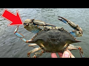 How To Make a Trotline [and catch more CRABS]