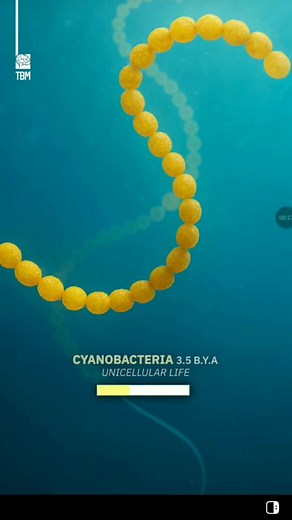 The Entire Evolution - Experience 4 billion years of evolution unfold in minutes - from protocells to people - in this cinematic generative video tracing the incredible journey of life toward modern humanity. | Julian Abbott | Facebook