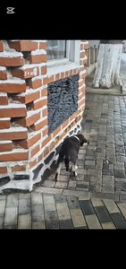 rescue of two little abandoned dogs one with a sore paw and on part1 | Paws of the Planet