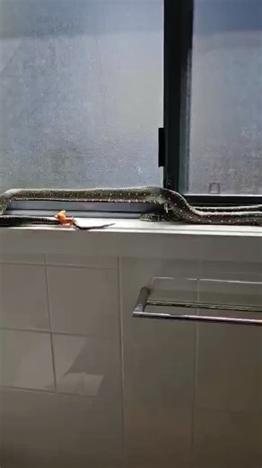 279 reactions · 23 shares | Diamond python in the bathroom in Woonona. Pretty sure it came in through the front door and not noticed. Pretty good reminder to keep your screen door closed | Illawarra Snake Catcher | Facebook