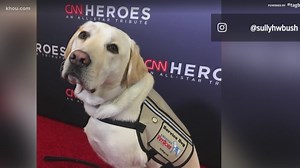 Sully the service dog honored with 2019 AKC Paw of Courage