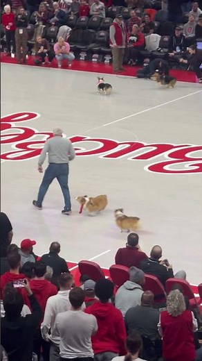 Adorable Corgi Race || ViralHog