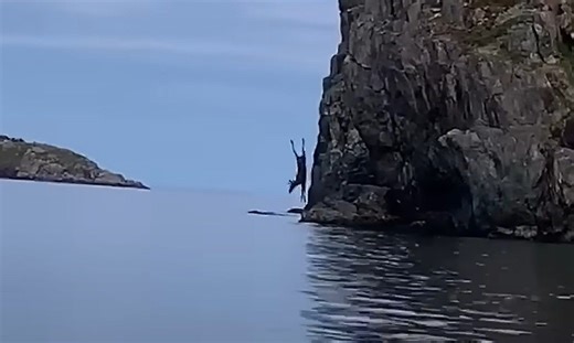 Bull Moose Dives Headfirst Off A Cliff In Canada, Swims Away Like Nothing Happened | Whiskey Riff