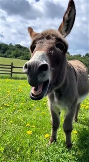 This Donkey Screamed Like a Human 😳🐴