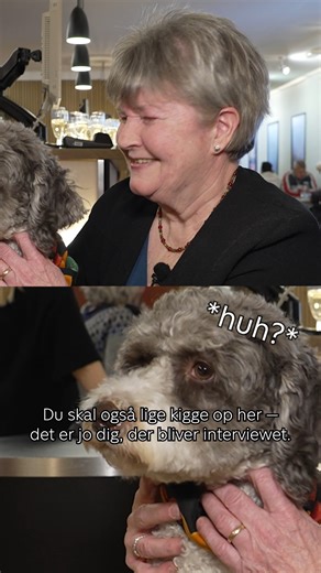 - Det har været helt specielt. https://www.tv2fyn.dk/fyn/helles-hund-har-vaeret-med-i-klassefesten-og-nu-til-gallapremiere-ac29d | TV 2 Fyn
