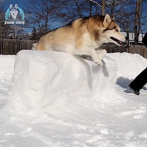 55K views · 7K reactions | Huskies Love Snowy Obstacle Course! #Snow #ObstacleCourse #FunTimes #Dogs | Gone to the Snow Dogs | Facebook