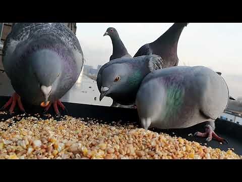 Pigeons Eating Seeds In Long Version