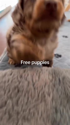 Dachshund puppies