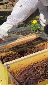 First hive inspection one week after installing our first Nuc🐝💪🏻🐝 #bee #backyardbees #beelife