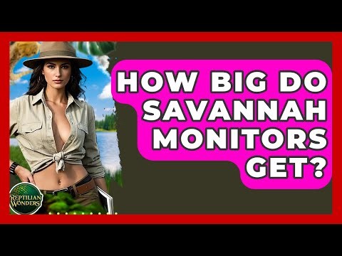 How Big Do Savannah Monitors Get? - Reptilian Wonders