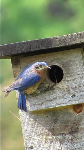 EASTERN BLUEBIRDS Nest Building #wildlifeencounters #birds #wildlife #nestingbird #nestingseason