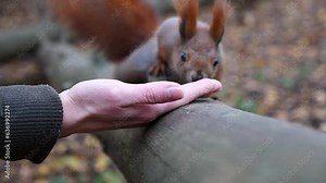 Cute rodent eating food from hand of young girl at forest. Wild fluffy squirrel taking sunflower seeds from female arm and gnawing it. Woman feeding hungry small sciurus against sunset at background