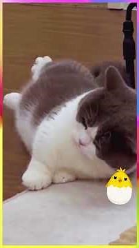 🐾😺 Munchkin: the short-legged cat, curiosities and genetics 😺🐾
