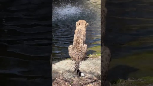 Cheetah cubs relax and play in the sunny outdoors