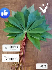 Beyond the root: Did you know #cassava leaves are a nutritional powerhouse? These leafy greens offer a wealth of vitamins and minerals, and are a delicious addition to many dishes. Learn more about the amazing benefits. 1. RICH IN ANTIOXIDANT; Cassava leaves are an excellent source of essential #vitamins and #minerals often lacking in many diets. They're particularly high in: calcium,iron, potassium, vitamin A,C and K 2. HIGH IN PROTEIN; Cassava leaves provide a significant amount of plant-based