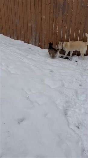 65 reactions | Foster Mochi loved the snow storm that Simcoe County got! All of our dogs are fostered in Simcoe County Ontario ✅ | Precious Paws Rescue | Facebook