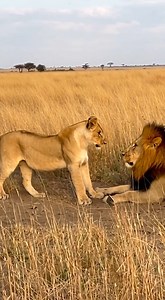 A majestic male lion lounges in the tall grass as his curious cub playfully pounces and nips — a beautiful, natural moment of bonding in the wild. No humans, no interference — just raw, heartwarming wildlife. 🌾 #lionfamily #LionCub #SavannahLife #WildlifeMoments #LionDad #NatureIsBeautiful #AnimalFamily #LionLove | Morvex