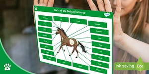 Parts of the Body of a Horse - Display Poster