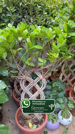 🌿✨ Cobra Fern | Big Size Plant ✨🌿 A bold and exotic fern known for its unique, twisted fronds that resemble a cobra’s hood. This big, well-grown Cobra Fern makes a stunning statement plant, adding lush greenery and texture to bright indoor spaces, balconies, or shaded patios. 🌱 Why You’ll Love It ✔️ Big, mature & healthy plant ✔️ Unique cobra-shaped fronds ✔️ Lush tropical look ✔️ Great for indoor & semi-outdoor spaces ✔️ Loved by fern collectors 💧 Care Guide Light: Bright indirect light or 