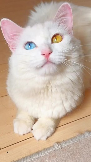 Cat with Two Colored Eyes: Unique and Adorable Feline Companion