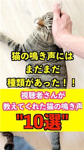 猫の鳴き声にはまだまだ種類があった！！『視聴者さんが教えてくれた猫の鳴き声』"10選"