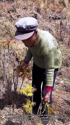Harvesting Toona Sinensis Buds