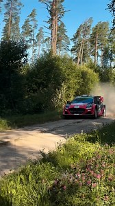 Estonian wildlife update: Puma spotted in the woods 🐾 | WRC - FIA World Rally Championship