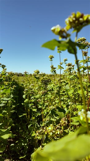 📺 Views from the cab during a late buckwheat harvest! Why do we grow SO MUCH buckwheat? It’s a nutritional powerhouse than can deliver a variety of phytonutrients including: 🟢 Quercetin 🟢 Rutin 🟢 Iron 🟢 Magnesium 🟢 Vitamin K This year our goal was to harvest 205,000 gallons of buckwheat to use in our whole food-based supplements like SP Detox Balance, SP Green Food, OPC Synergy, Chlorophyll Complex, Catalyn with Iron, SP Complete, E-Z Mg, Regeneplex, Arginex, Cyruta Plus, and more! That’s 
