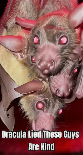 Vampire Bat Drinking Blood at 8 Laps Per Second! 🦇 Real Feeding Close-Up ASMR Nocturnal Predator