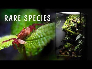 🦀 I BUILT A HUGE VERTICAL NO SPRAY FOAM PALUDARIUM FOR VAMPIRE CRABS