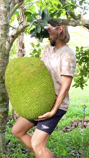 Thong Ploy: The Enormous and Delicious Jackfruit from Thailand