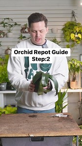 39K views · 475 reactions | Here’s how I repot phalaenopsis orchids! This is the second step in the process. I find it helps to know a little of the “why” behind certain methods and practices. #orchids #houseplants | Tanner The Planter | Facebook