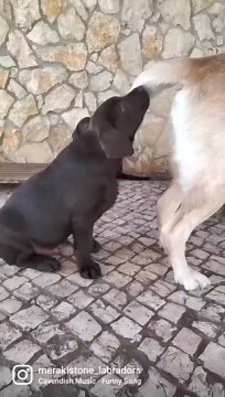 44K views · 251 reactions | Rumble on Reels | Facebook