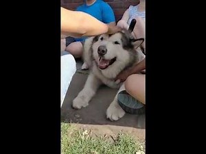 Life With Malamutes | Meeting Phil and Niko | Manchester meet up | Emma Leigh Matthews