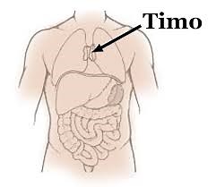Aprende todo sobre la Función del timo