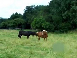 Elitehengst Höss bei seinen Stuten