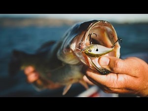 Squarebill Crankbait Buyer's Guide - Top Baits For Every Season