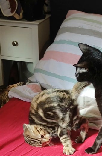 This kitten deserves an Oscar for drama 🏆 #catsoftiktok #funnycat #kitten #dramaticcat #catmom