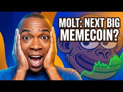 MOLT Started Something That's Actually Insane🐒