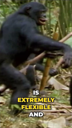 De Waal: Bonobo Sexuality Challenges Human Norms #shorts