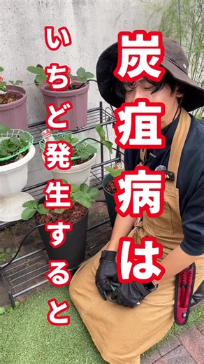 炭疽病 (Anthracnose) これは、イチゴなどの植物が感染して 「萎れたり、黒い病斑ができたりして枯れる」という 病害です。 病原体（原因） この病気を引き起こす犯人が、 Colletotrichum（コレトトリカム）属という カビ（糸状菌）の一種。 葉っぱにぽつぽつと黒い斑点が出てきたり、 クラウンが黒っぽく枯れてきたり、 茎や葉にも広がります。 なかなか治療が難しいらしく、 残念ながら土・プランター・苗もいち早く撤去です。 #花ごころ #カジメンくんとイチゴ栽培 #ぽぽっとイチゴ #炭疽病 | 花ちゃん：ガーデニングコミュニティ by花ごころ