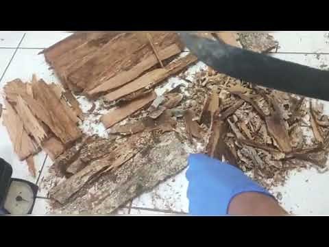 Bois bande is also known as Yohimbe or Richeria grandis is a powerful blood purifier