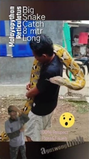 Extremely BIG!! Bapak Ini Angkat Ular Python Seberat 90 kg