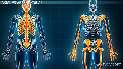 Axial vs. Appendicular Skeleton: Definitions & Components