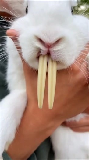 Rabbit big teeth triming - Fixing Extremely Long Front Teeth