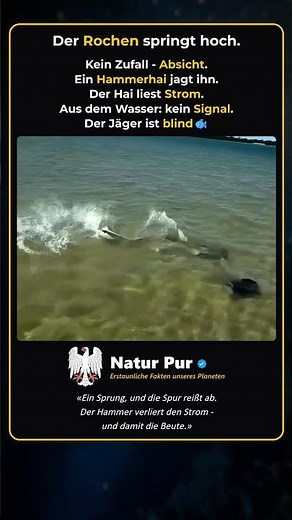 Warum dieser Rochen aus dem Meer springt 🐟